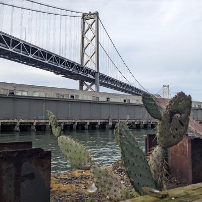 El nopal y el puente