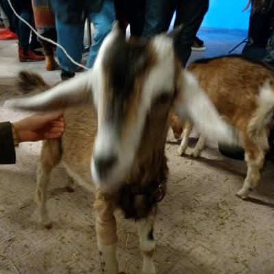 Handfeeding some rescue goats