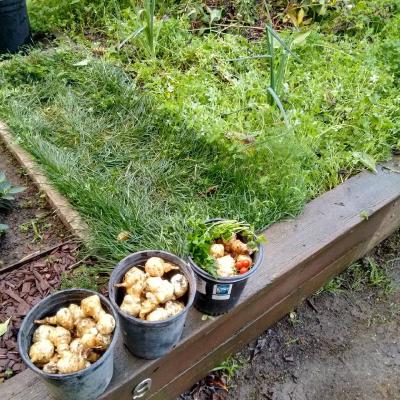 Harvested about 4-5kg of jerusalem artichoke…