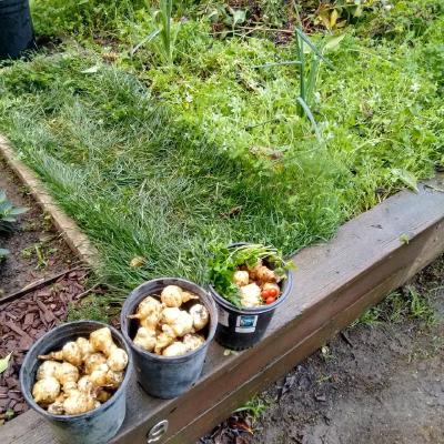 Harvested about 4-5kg of jerusalem artichoke…