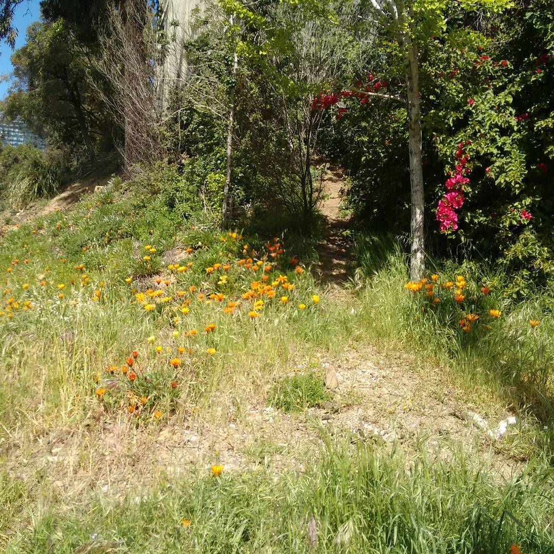 Rincón Hill has a couple of beautiful green spaces, like the Essex hillside between Folsom and Harrison.