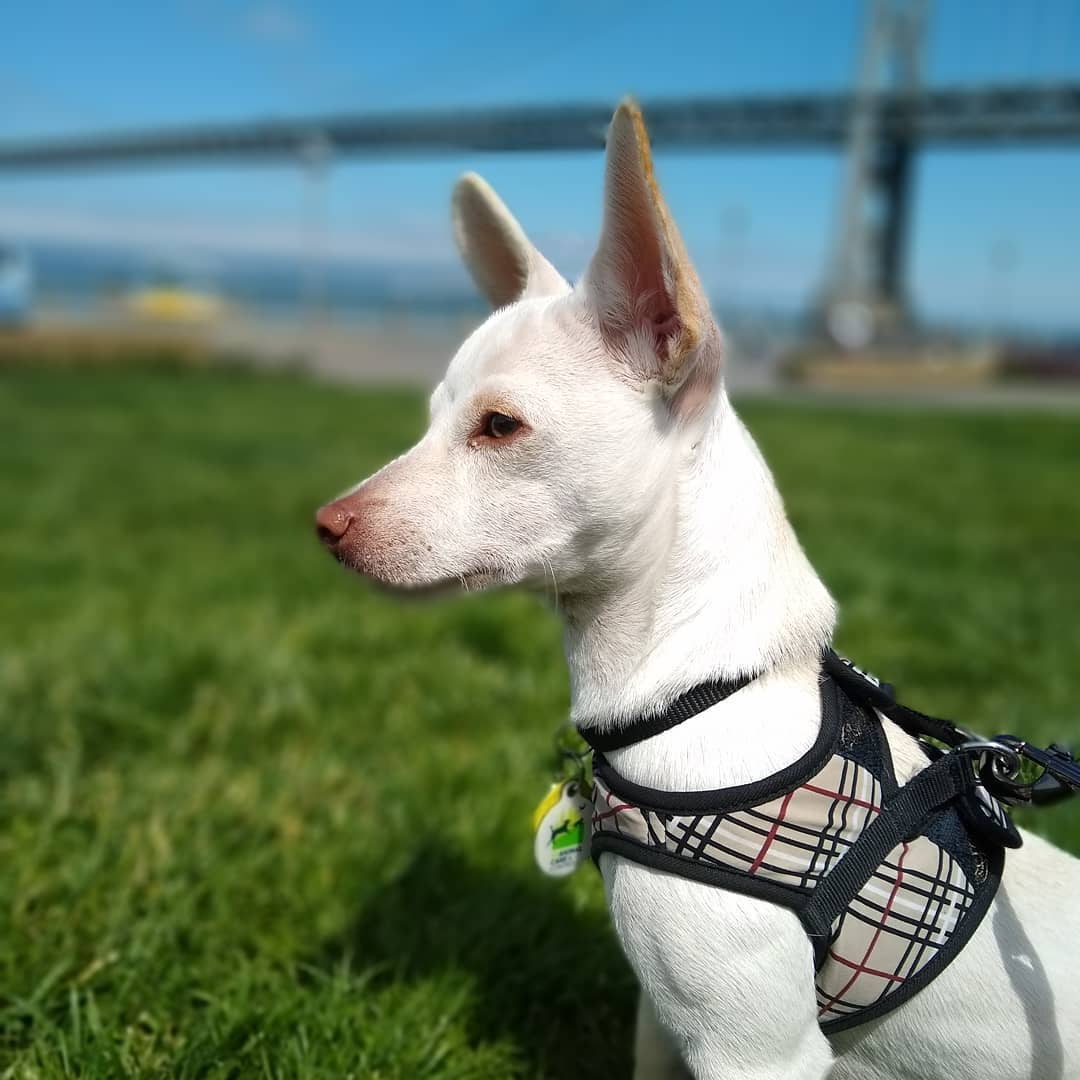 Wild Earth Pet Food: this is Tiny Luna. She’s a sweet and friendly little puppy that loves life and her family. A Chihuahua/Poodle/Pomerenian/Pit Bull/French Bulldog/Collie mega mix, she was rescued from Tullare County by the SF SCPA and now living in San Francisco. She defeated parvo, pneumonia and valley fever before she was four months. Today she loves walks along the Waterfront, running uphill, laying in the sun and looking out into the Bay. Hobbies include chewing cardboard, chasing socks and her tail and taking naps.
