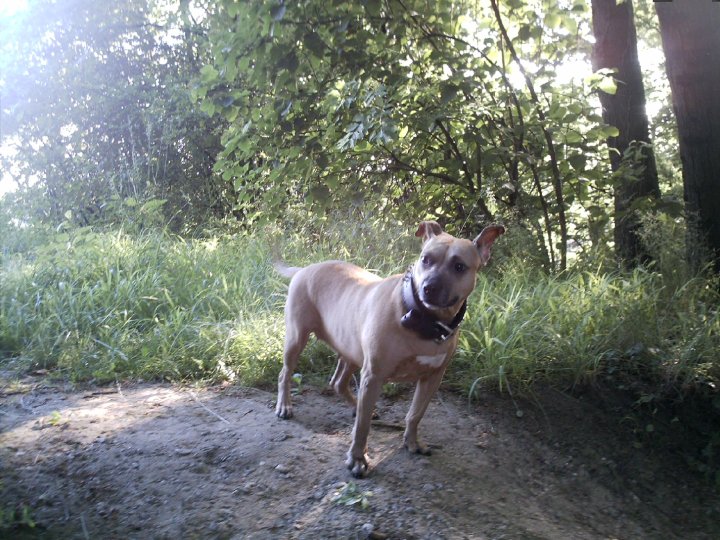 A little brown pit bull with a black collar in a forest in Switzerland. She's wagging her tail, looking off to the side.
